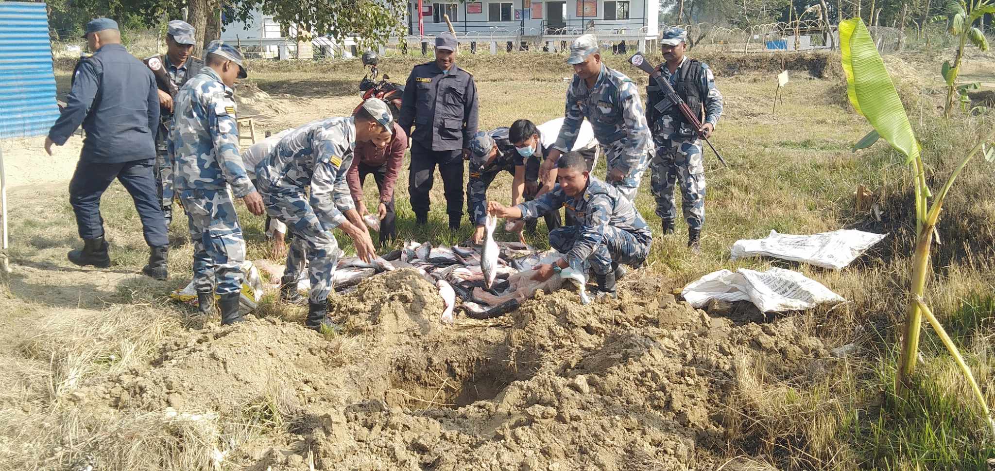 कैलालीको भजनीमा बेवारिसे माछा सशस्त्र प्रहरीद्धारा नष्ट