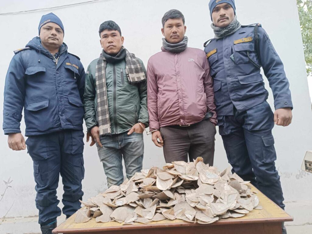 कैलालीको मुडा बाट संरक्षित बन्य जन्तु सालककाे खपटा सहित २ जना पक्राउ