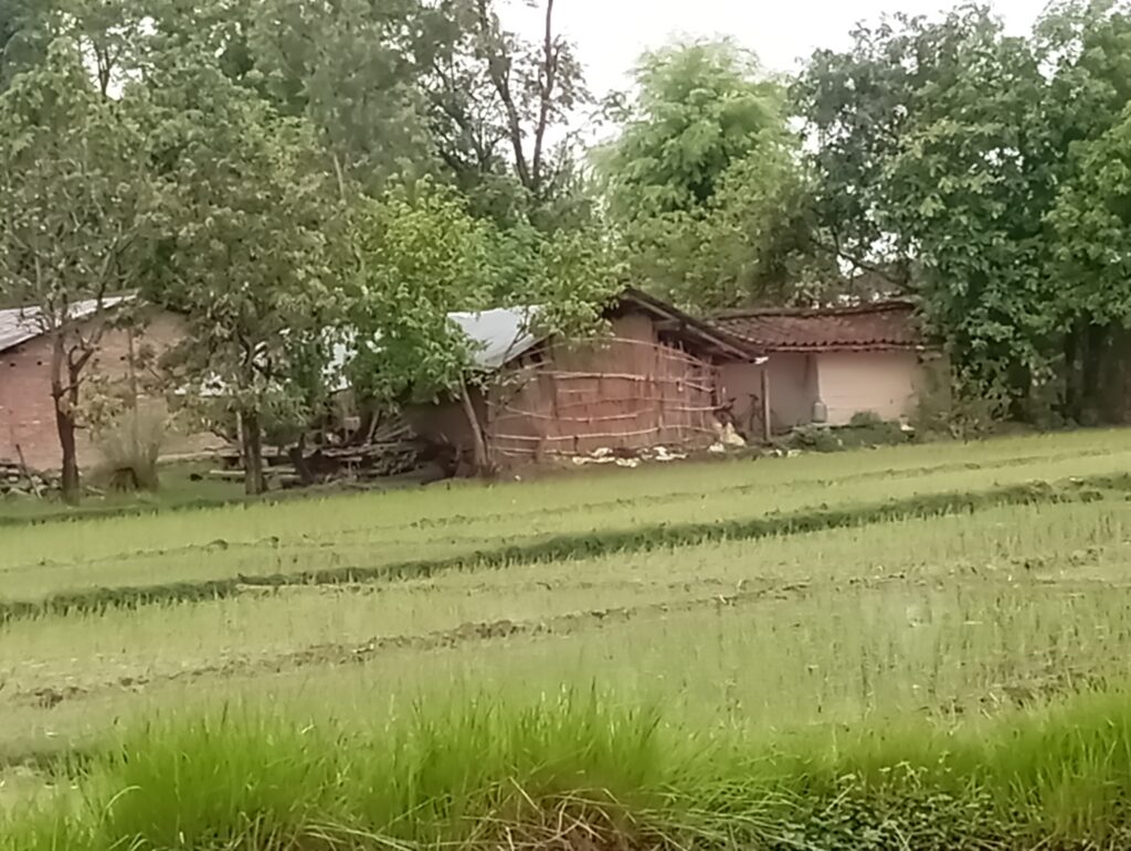 देशभरमा ९.८ धान रोपाइँ सकियो, कुन प्रदेशमा कति रोपाई भयो ?