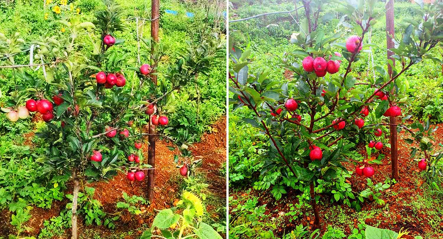 बागलुङमा एक वर्षमै स्याउ फलेपछि किसान उत्साहित
