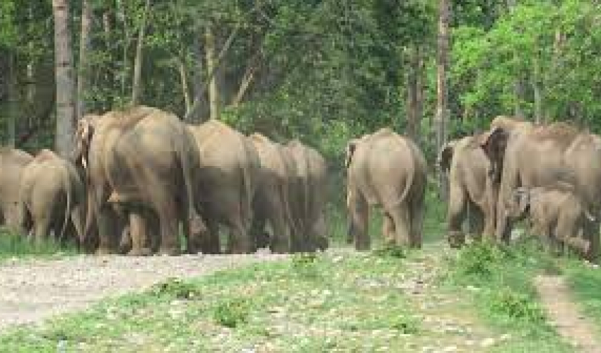 कञ्चनपुरमा हात्तीको बथान बस्तीभित्र पस्न थालेपछि स्थानीयमा त्रास