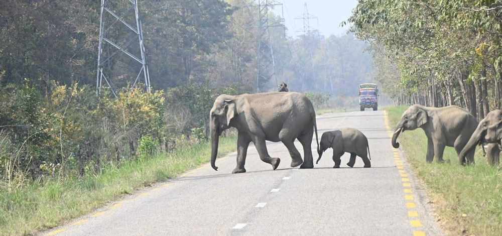 वन्यजन्तुमैत्री राजमार्ग नहुँदा सधैँ दुर्घटना