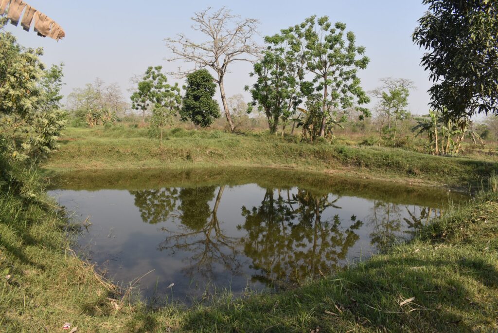 वन्यजन्तुले क्षति पुर्‍याएपछि धान लगाउने खेतमा माछापालन