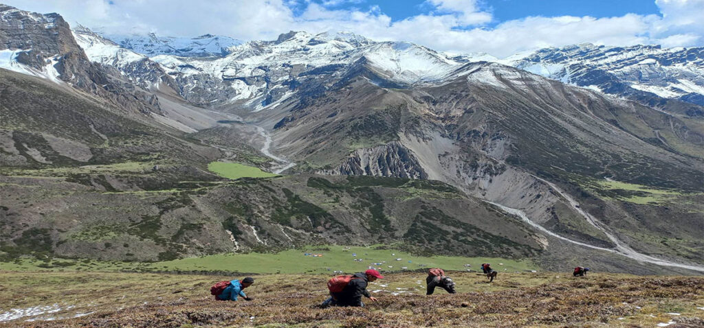 छेकम्पारका बासिन्दा यार्सागुम्बा सङ्कलन गर्न छेके र बाजु लेकतिर
