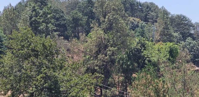 डकले बसपार्क निर्माणका लागि आठ सय ३८ रुख कटान गरिँदै