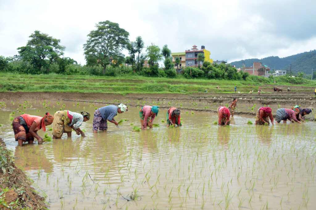आज धान दिवस र दही चिउराको सांस्कृतिक पर्व मनाइँदै