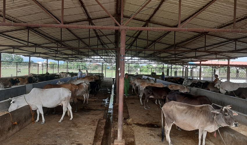 चटकपुरमा अवस्थित गौशालाले छाडा पशुको व्यवस्थापनसँगै आम्दानी गर्दै