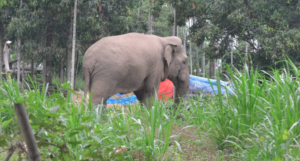 हात्ती आतङ्क: कृष्णपुरमा राती घरै भत्काउँदै खाद्यान्न सखाप