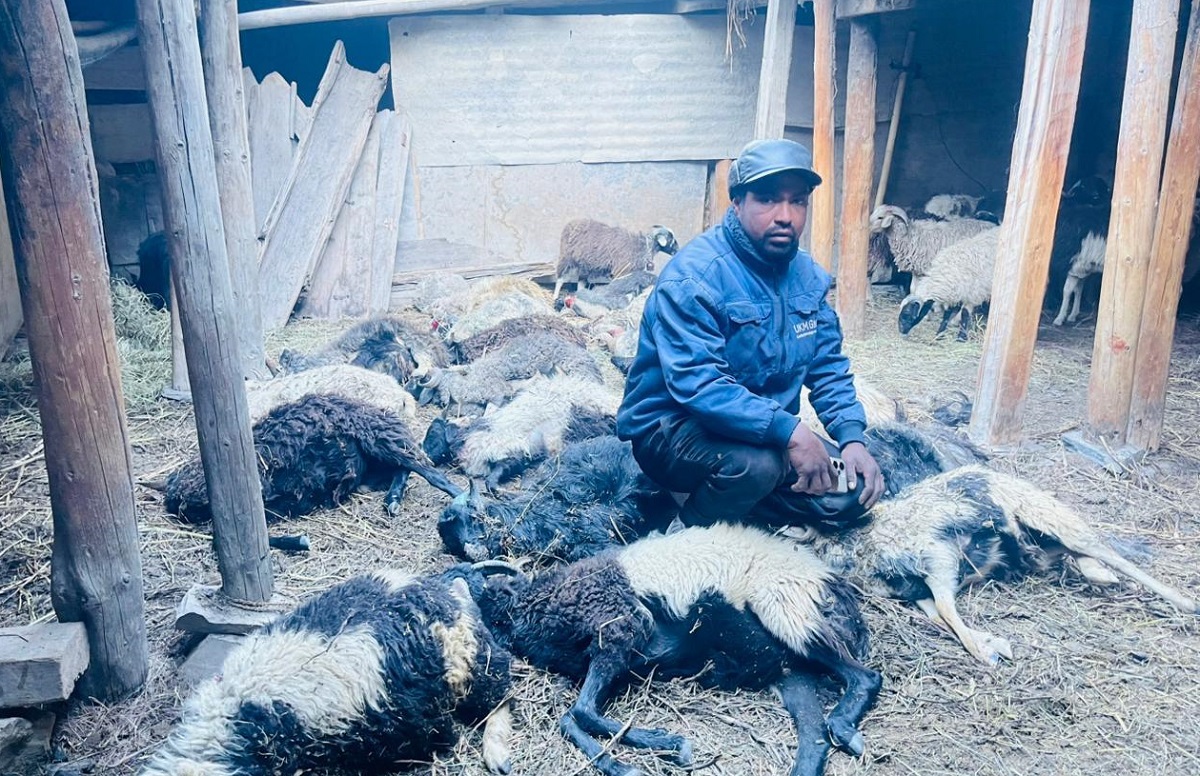 मुस्ताङमा हिउँ चितुवाको आक्रमणबाट १९ भेडा मरे