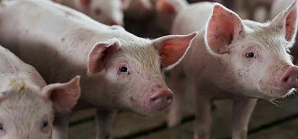 बङ्गुरमा अफ्रिकन स्वाइन फिभर पुष्टि, सतर्क रहन आग्रह