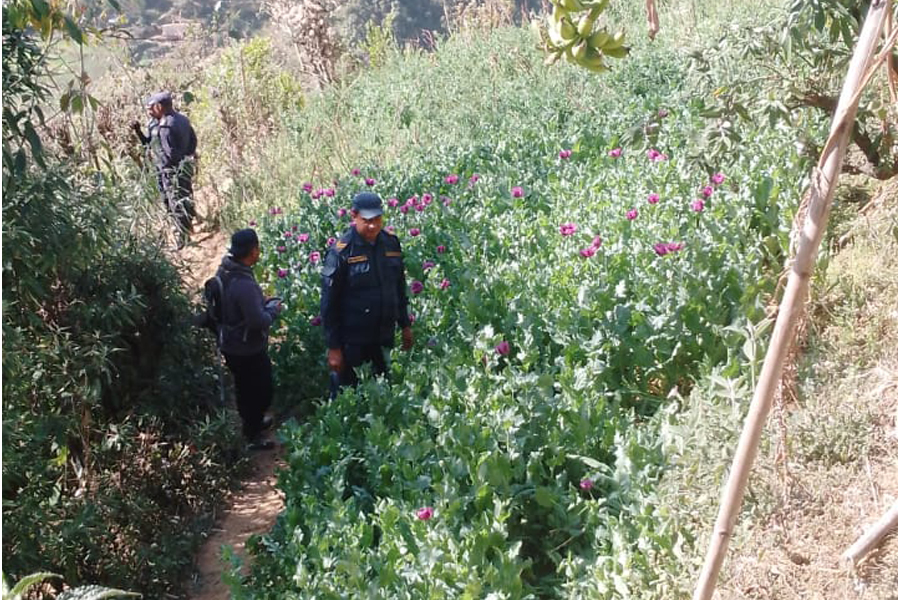 रोल्पामा प्रहरीद्धारा अफिम खेती नष्ट