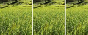 आकासे पानीको भरमा खेती गर्नुपर्ने बाध्यता