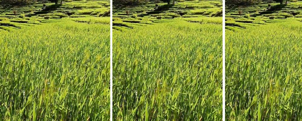 आकासे पानीको भरमा खेती गर्नुपर्ने बाध्यता