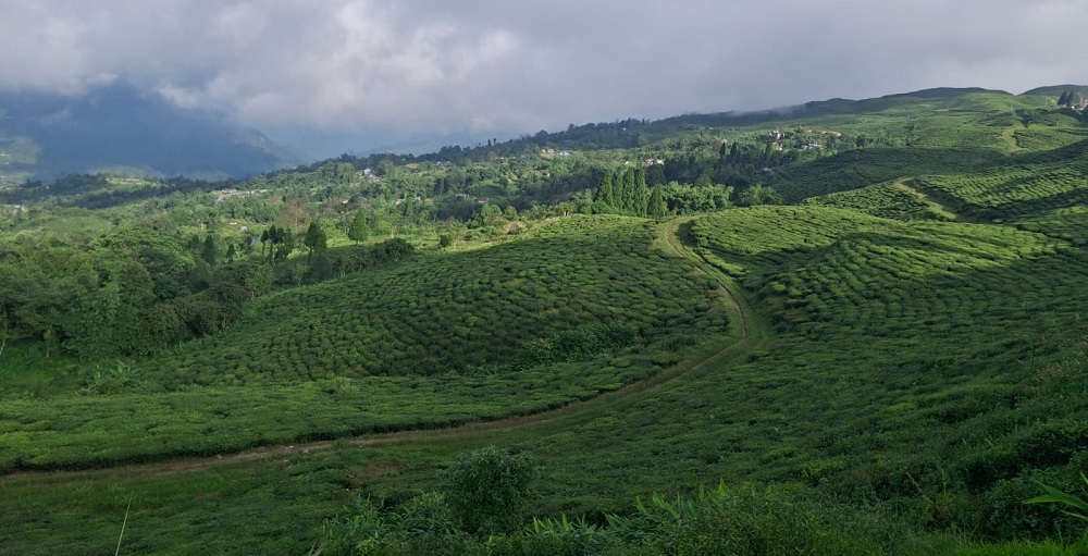 भारतीय कडा नियमक लागु, नेपाली चिया निर्यात सङ्कटमा