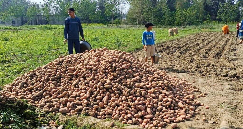 किसान मौर्यद्वारा आठसय क्विन्टल आलुको बिउ उत्पादन
