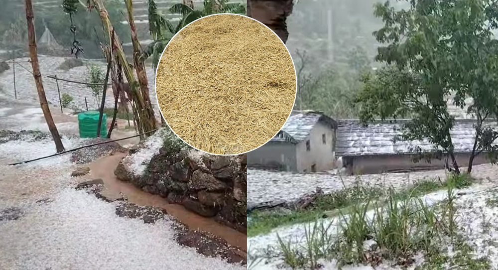 बैतडीमा असिनाले गहुँबाली, तरकारी तथा फलफूल खेतीमा क्षति