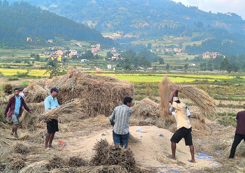 आगामी मंगलबारदेखि नेपालका धेरै क्षेत्रमा वर्षाको सम्भावना,धान काटिहाल्न सुझाव